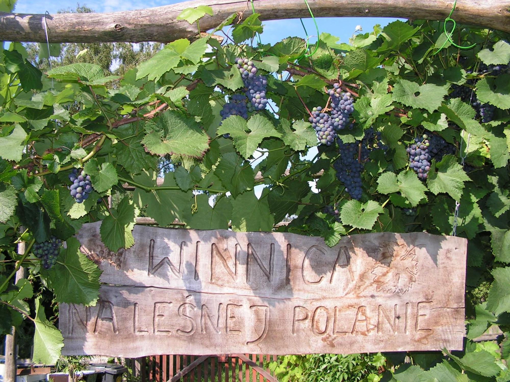 Winnica Na Lesnej Polanie Zabor Bagian luar foto
